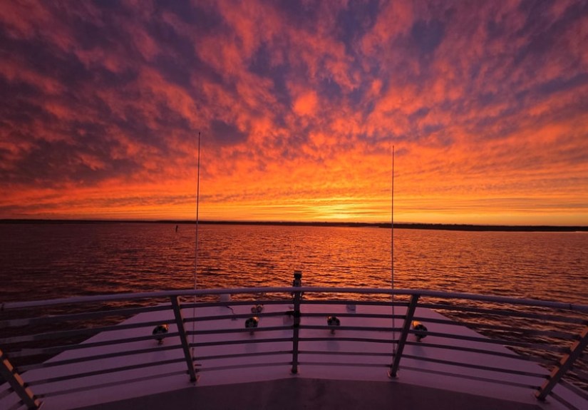 Dolphins jumping out of water on a private dolphin tour.